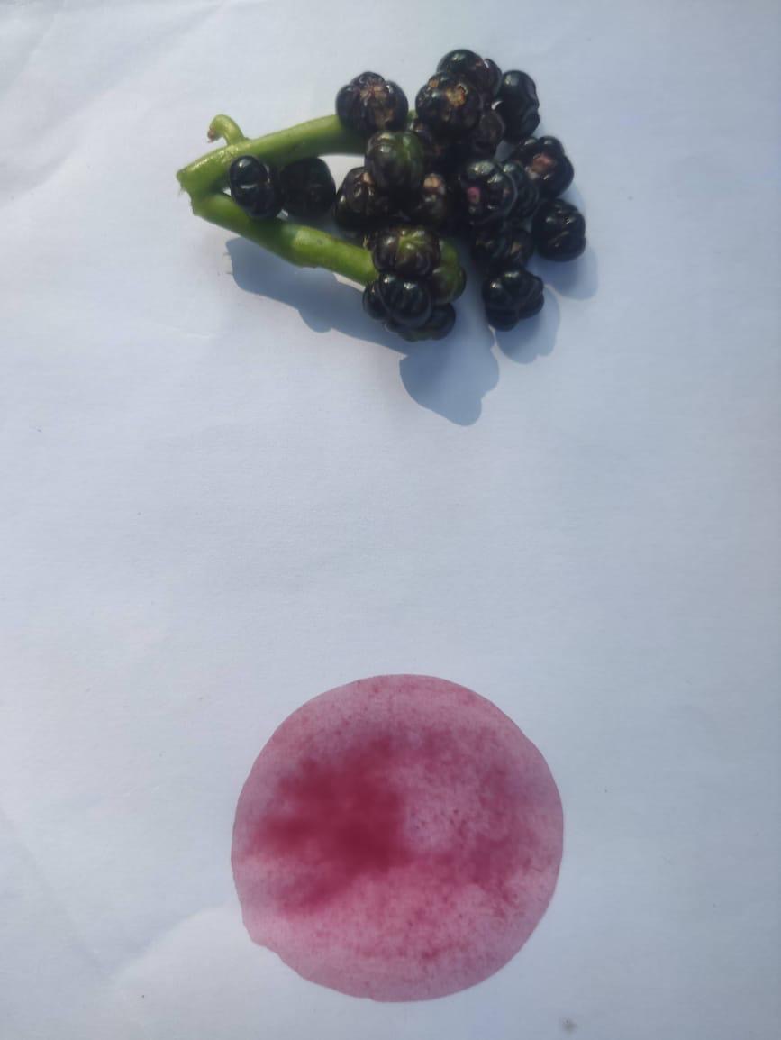 A cluster of small dark berries above a soft pink swatch.