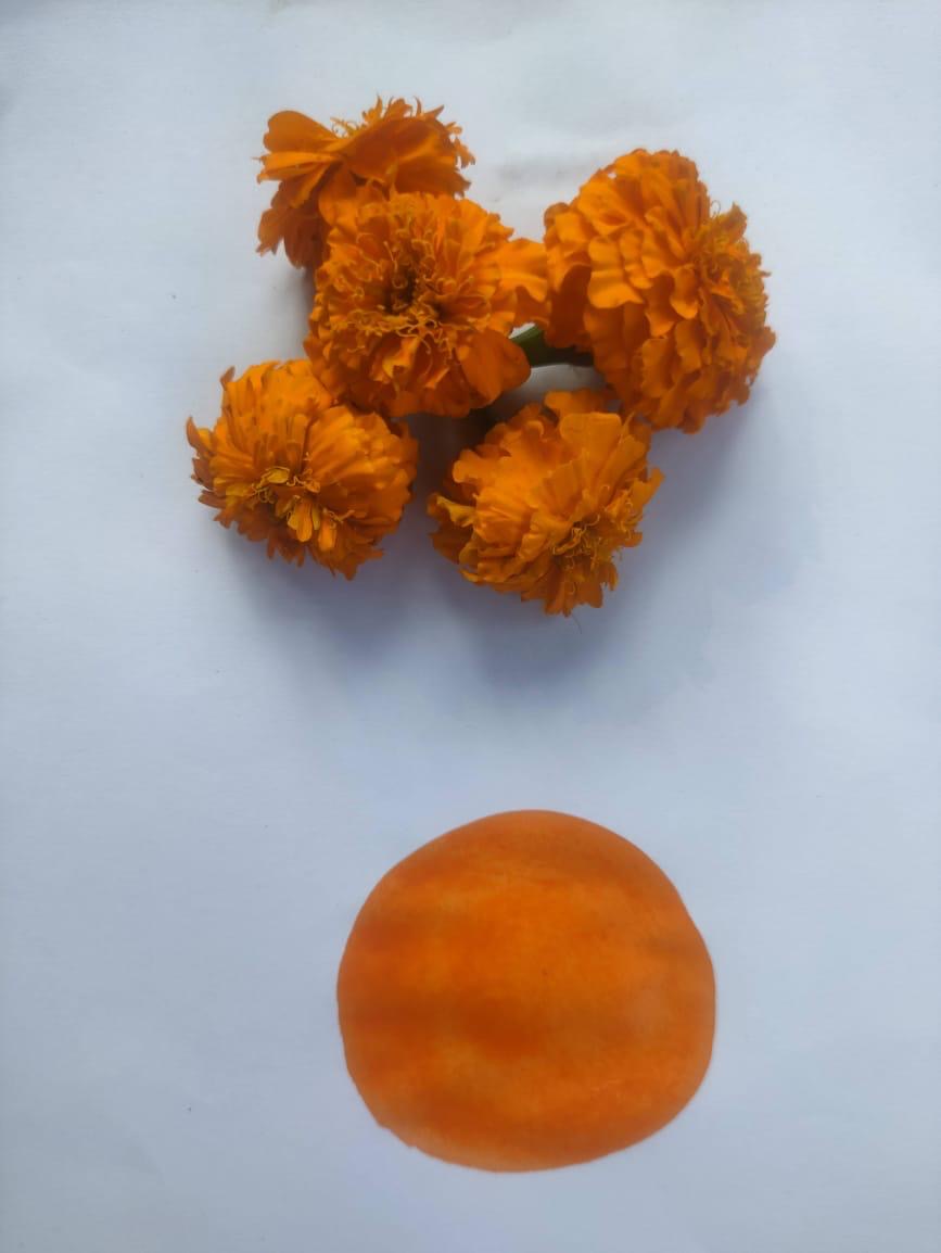 Fresh marigold flowers above a watercolour-style orange swatch on cream paper.