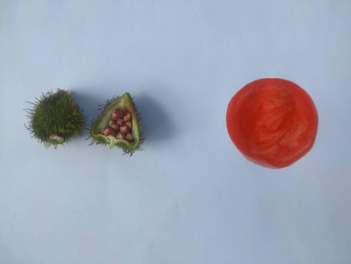 An open annatto pod with red-orange seeds, beside a deep red swatch.
