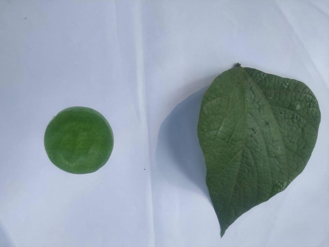 A single hand-pounded leaf beside a fresh green swatch.