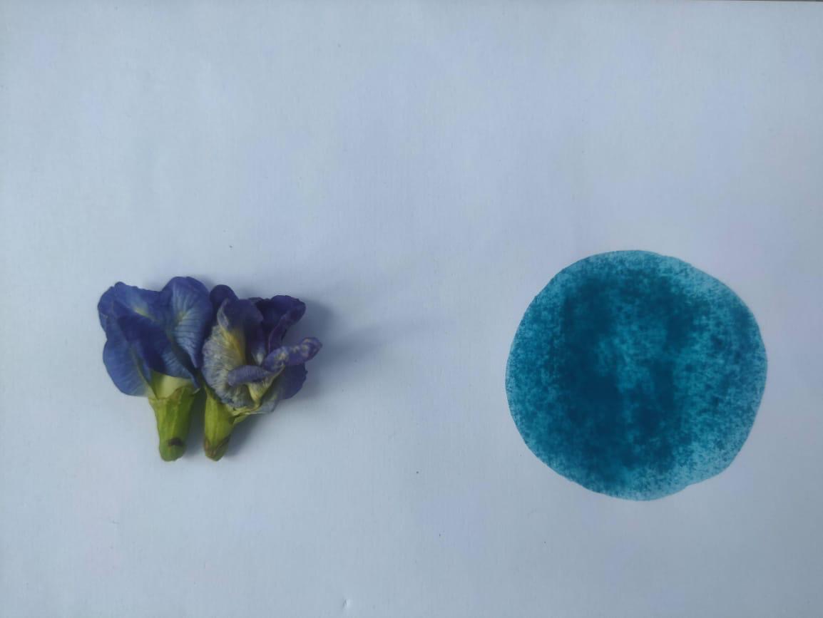 Butterfly-pea flowers beside a deep teal-blue swatch.